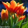 oranzovy tulipan kaufmanniana early harvest 5
