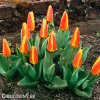oranzovy tulipan kaufmanniana early harvest 6