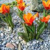 oranzovy tulipan kaufmanniana early harvest 8