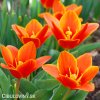 oranzovy tulipan kaufmanniana early harvest 1