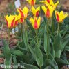zlutocerveny tulipan kaufmanniana giuseppe verdi 2