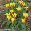 zlutocerveny tulipan kaufmanniana giuseppe verdi 3