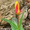 zlutocerveny tulipan kaufmanniana giuseppe verdi 4