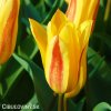 zlutocerveny tulipan kaufmanniana giuseppe verdi 6