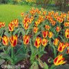 zlutocerveny tulipan kaufmanniana giuseppe verdi 7