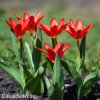 cerveny tulipan kaufmanniana scarlet baby 2