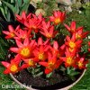 cerveny tulipan kaufmanniana scarlet baby 3