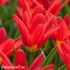 cerveny tulipan kaufmanniana scarlet baby 4