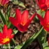 cerveny tulipan kaufmanniana scarlet baby 6