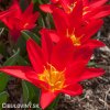 cerveny tulipan kaufmanniana scarlet baby 7