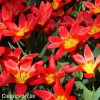 cerveny tulipan kaufmanniana scarlet baby 1