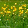 zluty lesni tulipan sylvestris 2