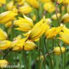 zluty lesni tulipan sylvestris 5