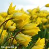 zluty lesni tulipan sylvestris 6