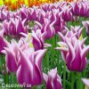 bilofialovy tulipan ballade 5