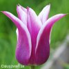 bilofialovy tulipan ballade 6