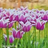 bilofialovy tulipan ballade 8