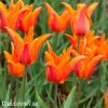 oranzovy tulipan ballerina 9