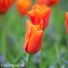 oranzovy tulipan ballerina 10