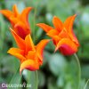 oranzovy tulipan ballerina 2