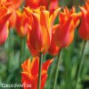 oranzovy tulipan ballerina 4