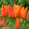 oranzovy tulipan ballerina 5