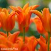 oranzovy tulipan ballerina 6