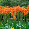 oranzovy tulipan ballerina 7