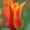 Tulipán ľaliový - Ballerina