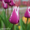 fialovy tulipan claudia 2