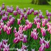 fialovy tulipan claudia 4