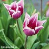 fialovy tulipan claudia 7