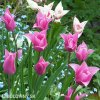 ruzovy tulipan china pink 2