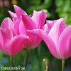 ruzovy tulipan china pink 3