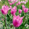 ruzovy tulipan china pink 8