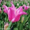 ruzovy tulipan china pink 9