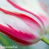 bilocerveny tulipan marilyn 3