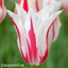 bilocerveny tulipan marilyn 5