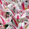 bilocerveny tulipan marilyn 6