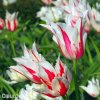 bilocerveny tulipan marilyn 8