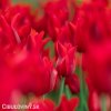 cerveny tulipan Pieter de Leur 2