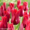 cerveny tulipan Pieter de Leur 4