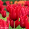 cerveny tulipan Pieter de Leur 8