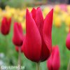 cerveny tulipan Pieter de Leur 1