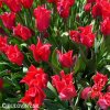 cerveny tulipan pretty woman 4