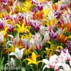 tulipany liliokvete smes barev mix 3
