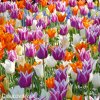 tulipany liliokvete smes barev mix 4