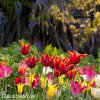 tulipany liliokvete smes barev mix 5