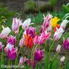 tulipany liliokvete smes barev mix 7