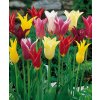 Tulipán ľaliový - Zmes farieb